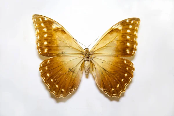 Hermosa Gran Mariposa Brillante Morpho Hercules Amarillo Con Manchas Blancas — Foto de Stock