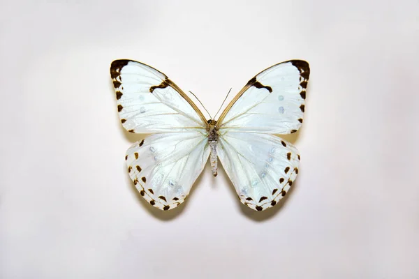 Bela Borboleta Grande Brilhante Morpho Calendario Branco Com Manchas Pretas — Fotografia de Stock