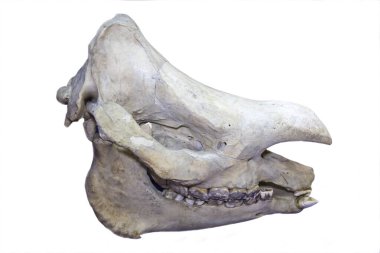 Hintli bir gergedanın kafatası. Gergedan unicornis) beyaz bir zemin üzerinde izole edilmiş, fauna, memeliler, düzensiz