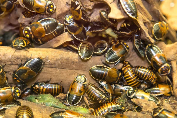 Baratas Carro Lucihormetica Verrucosa Marrom Com Manchas Amarelas Cabeça Rastejando — Fotografia de Stock