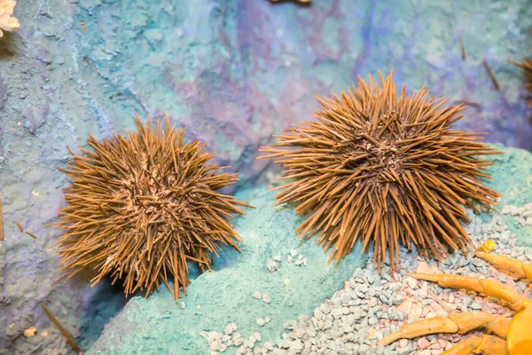 Sea Urchins Brown Long Needles Blue Background Sea Floor Marine — Stock Photo, Image