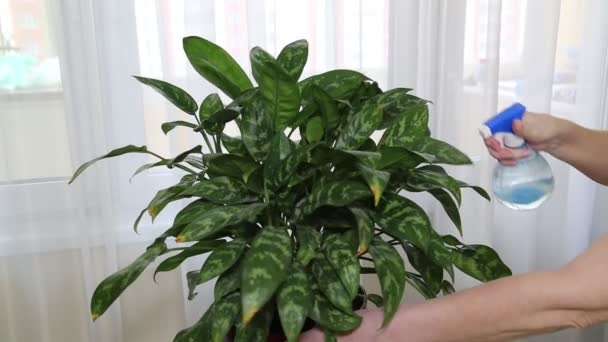 Pulverización Planta Casera Dieffenbachia Lat Dieffenbachia Con Agua Rociador Mano — Vídeo de stock