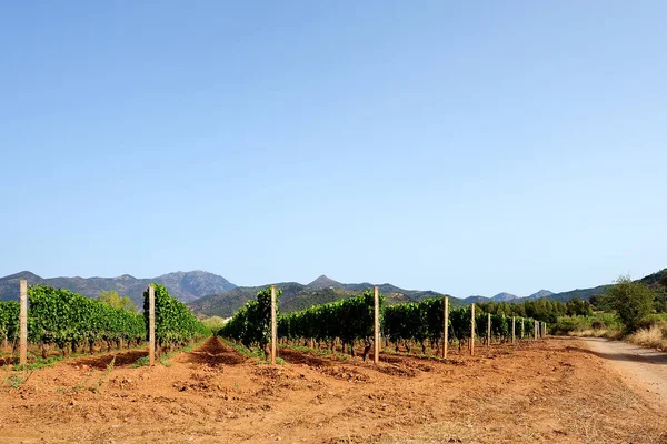 Vinhedo de verão verde recém lavrado — Fotografia de Stock