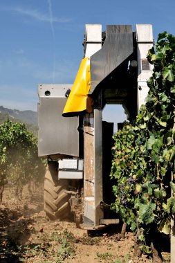 Mekanik üzümler vaktinden önce hasat bir bağ olarak