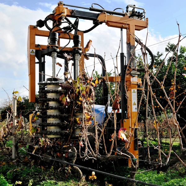 Mechanical pruning of plants in a vineyard