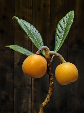 Organik tarımı ile üretilen medlars