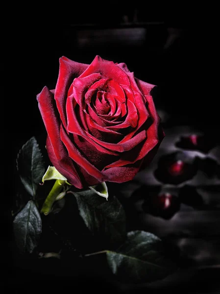 Closeup de uma rosa vermelha em uma mesa de madeira envelhecida . — Fotografia de Stock