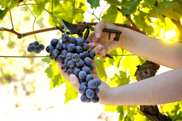 Cosecha de uva para la producción de vino — Foto de Stock