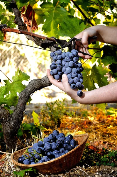Grape harvest for wine production — Stock Photo, Image