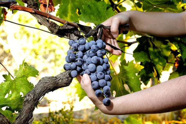 Cosecha de uva para la producción de vino — Foto de Stock