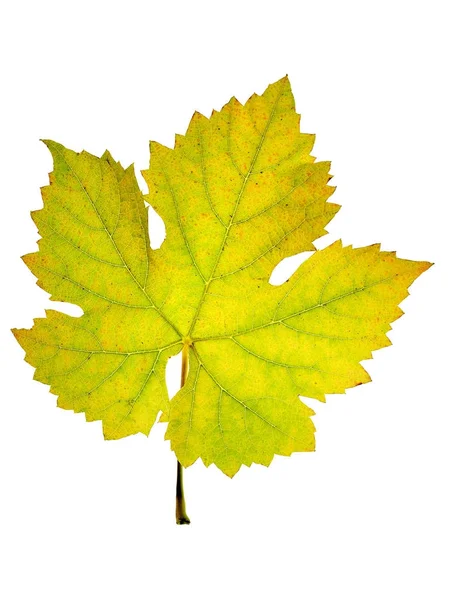 Primer plano de una hoja de vid en otoño, aislada sobre fondo blanco — Foto de Stock