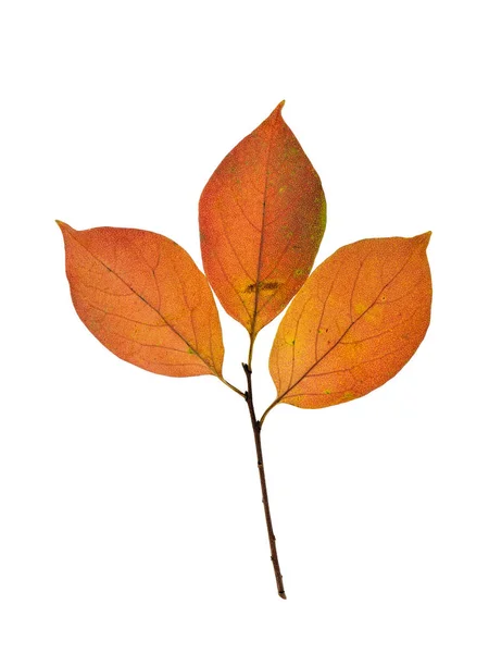 Close-up van Persimmon bladeren in de herfst, geïsoleerd op witte backgr — Stockfoto