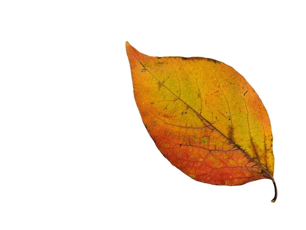 Close-up van Persimmon bladeren in de herfst, geïsoleerd op witte backgr — Stockfoto