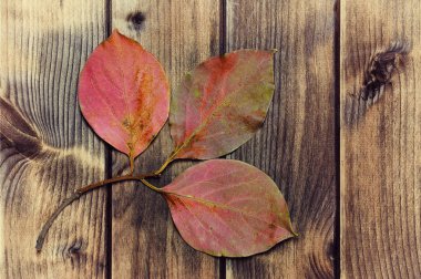 Sonbahar Trabzon hurması antika ahşap arka plan üzerinde bırakır