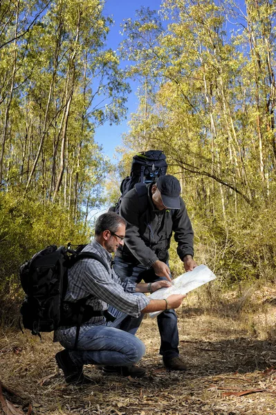 Caminhantes que estudam o caminho ao longo de um caminho aninhado na floresta — Fotografia de Stock