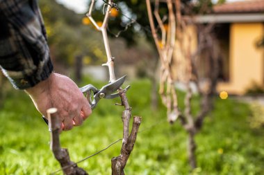 Çiftçi kışın sarmaşığı buduyor. Tarım.