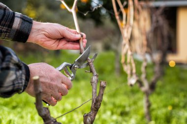 Çiftçi kışın sarmaşığı buduyor. Tarım.