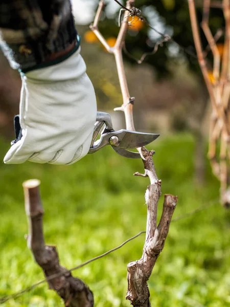 Фермер зимой обрезает виноград. Сельское хозяйство . — стоковое фото