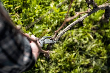 Çiftçi kışın sarmaşığı buduyor. Tarım.