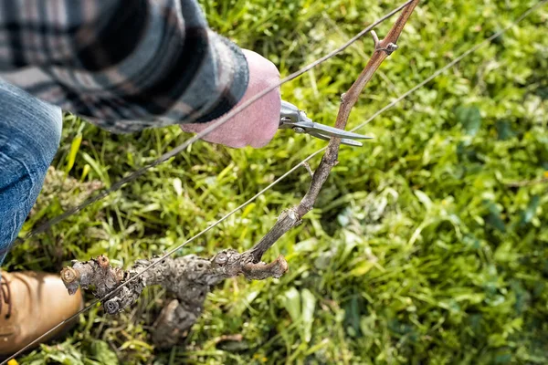 Coltivatore potatura della vite in inverno. Agricoltura . — Foto Stock