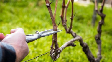 Çiftçi kışın sarmaşığı buduyor. Tarım.