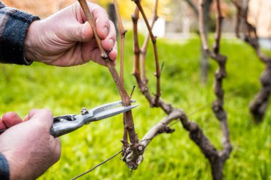 Çiftçi kışın sarmaşığı buduyor. Tarım.