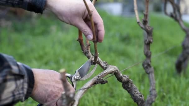 ワイン醸造者の手のクローズアップ プロのスチールはさみでブドウ畑を耕してください 伝統的な農業 — ストック動画