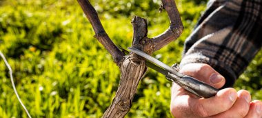 Çiftçi kışın sarmaşığı buduyor. Tarım.