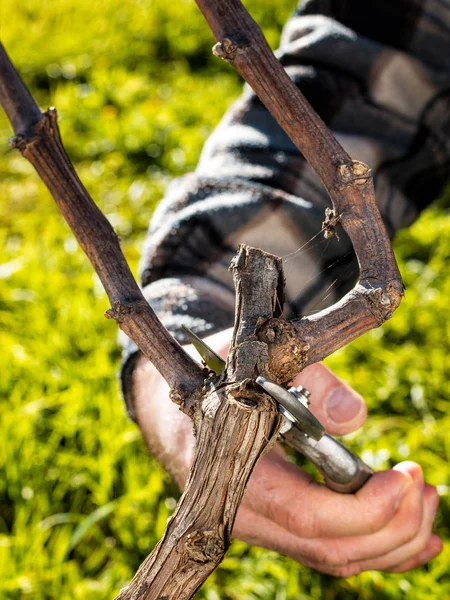 Farmer pruning the vine in winter. Agriculture. — Stock Photo, Image