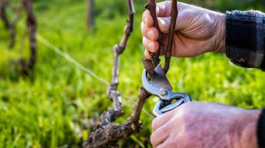 Çiftçi kışın sarmaşığı buduyor. Tarım.