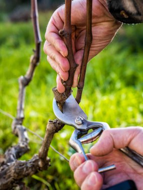 Çiftçi kışın sarmaşığı buduyor. Tarım.