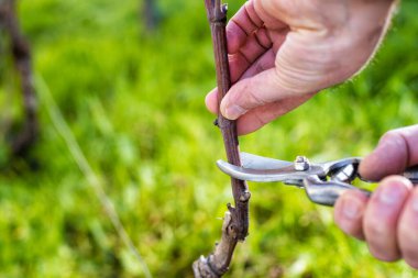 Çiftçi kışın sarmaşığı buduyor. Tarım.