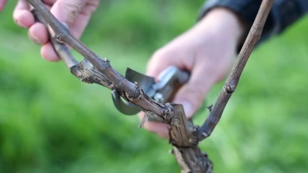 Close Winegrower Hand Prune Vineyard Professional Steel Scissors Traditional Agriculture — Stock Video