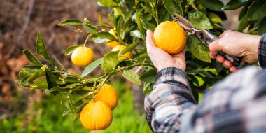 Farmer makes the orange harvest in winter. Agriculture.