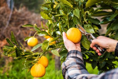 Farmer makes the orange harvest in winter. Agriculture.
