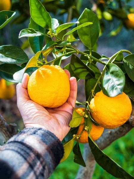 Κοντινό Πλάνο Από Χέρι Του Αγρότη Που Συλλέγει Πορτοκάλια Στο — Φωτογραφία Αρχείου