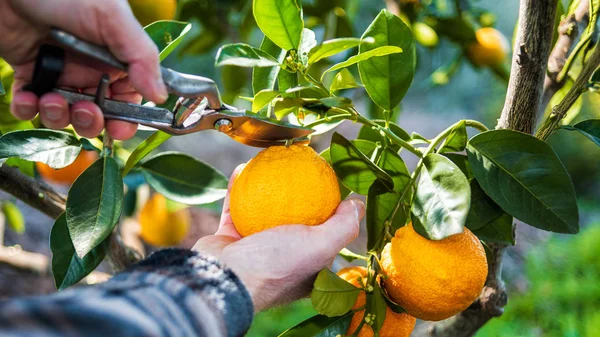Κοντινό Πλάνο Των Χεριών Του Αγρότη Που Μαζεύει Πορτοκάλια Στο — Φωτογραφία Αρχείου