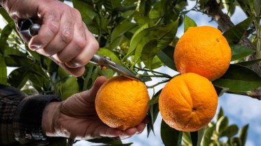 Portakalları narenciye bahçesinden makasla toplayan çiftçinin elleri. Geleneksel tarım.