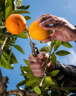 Portakalları narenciye bahçesinden makasla toplayan çiftçinin elleri. Geleneksel tarım.