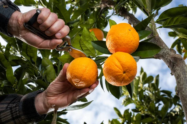 Κάτω Όψη Των Χεριών Του Αγρότη Που Μαζεύει Πορτοκάλια Μέσα — Φωτογραφία Αρχείου