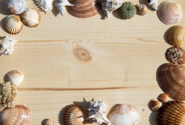 Seashell çerçeve arka plan