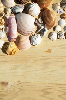 Seashell çerçeve arka plan