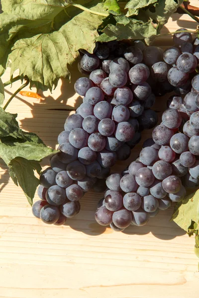 Czerwone winogrona jesień — Zdjęcie stockowe