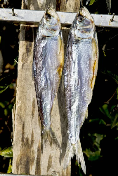 Fish to dry — Stock Photo, Image