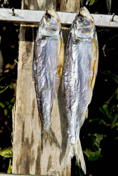 Pescado para secar —  Fotos de Stock