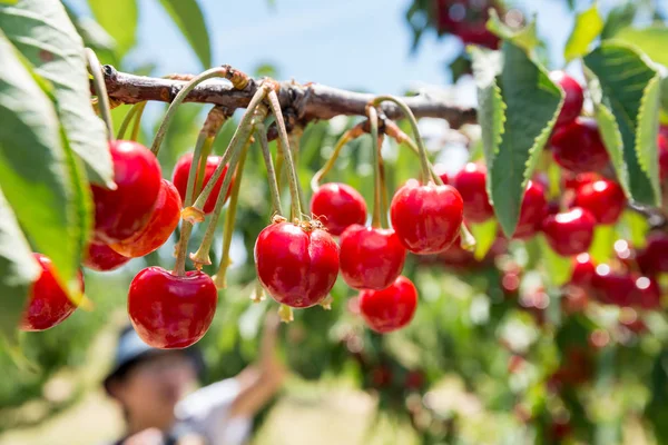 Ciliegie fresche sull'albero . — Foto Stock