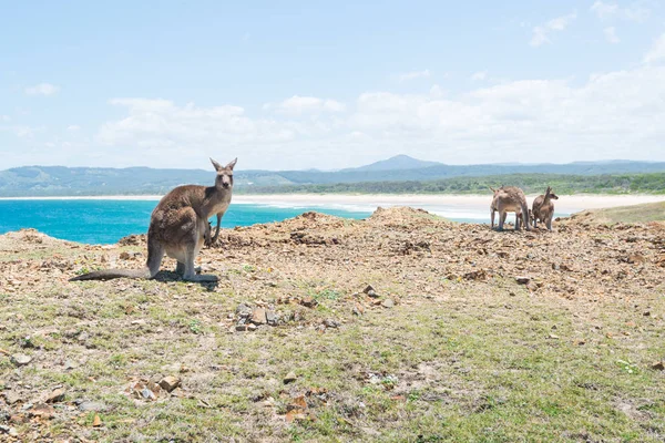 Group of Kangaroo at Coffs Harbour, NSW, Australia. — Stock Photo, Image