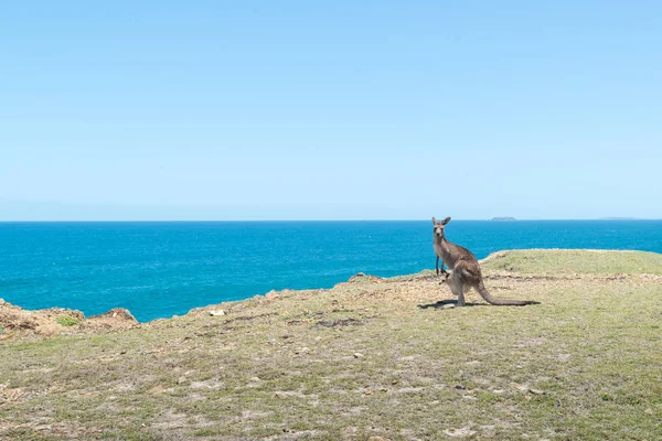 Coffs Harbour clif ve deniz arka plan yakınındaki yalnız kanguru — Stok fotoğraf