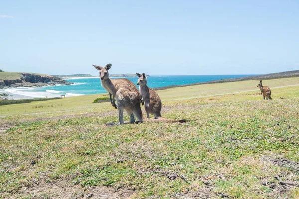 Grupo de canguru no campo e fundo do mar Coffs Harbo — Fotografia de Stock