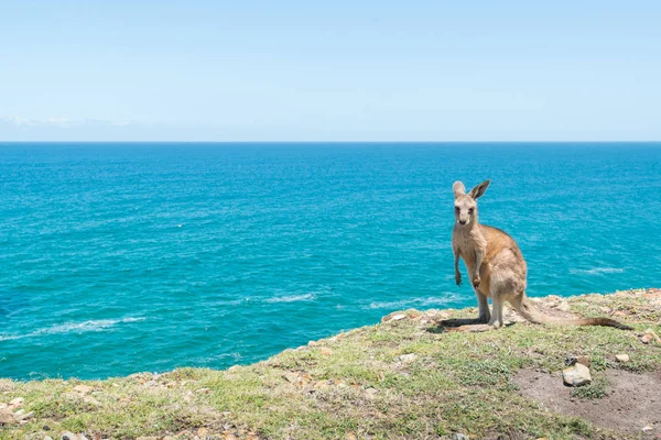 Baby Kangaroo at Coffs Harbour. — Stock Photo, Image